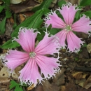 Two flowers with five pink petals and fringed petal tips