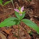 Plant with elongate leaves and a pink flower with three petals