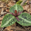 Low growing plant with three mottled leaves growing radially and dark purple flowers at the center