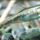 Small silver-colored fish in water