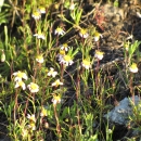daisy-like white-rayed pentachaeta flowers