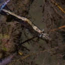 a brown shrimp with a cream stripe down its back resting on an algae covered stick