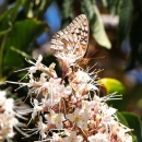 a tan, white, orange and black callippe silverspot butterfly with folded wings on a flower head