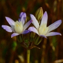two pale purple flowers each with 6 petals and a cream center