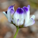 close up of a white flower with purple petal tips