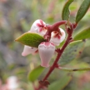 close up of a bunch of light pink manzanita flowers at the end of a leafy stalk