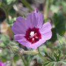 a cup-shaped flower with 5 light purple petals that are red toward the center