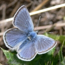 close up of a mission blue butterfly resting on a leaf