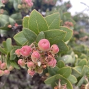 close up of a bunch of light pink manzanita berries at the end of a leafy stalk