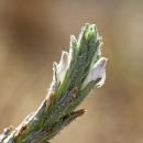 close up of a narrow flowerhead with two small white flowers
