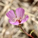 a pink cup-shaped flower with four petals