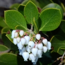 a close up of a flowerhead of presidio manzanita with several white heart-shaped flowers