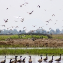 Birds in rice fields
