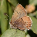 close-up of a brown san bruno elfin butterfly