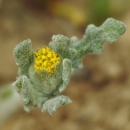 close up of the yellow flower head of san joaquin woollythreads