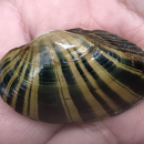 Freshwater mussel with distinct light and dark brown striations radiating outward from the shell's hinge.