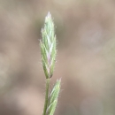 close-up of the seedhead of slender orcutt grass