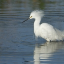 A white bird with feathery plumes wades in the water.