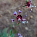 purple and dark red flowers of springville clarkia