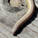 close up of the creamy colored head of temblor legless lizard