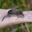 a shrew on a person's open hand
