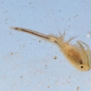 a vernal pool fairy shrimp swims upside down in water