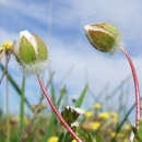 two white woolly flower buds in a field against blue sky 