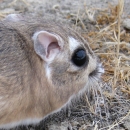 close up on the head of a kangaroo rat