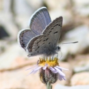 Blue-colored butterfly perched on yellow flower
