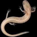 a pale peach colored salamander on a black 