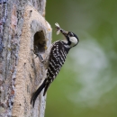 A red-cockaded woodpecker perches on a tree cavity eating an insect.