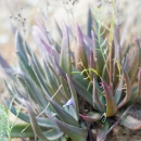 a green blue succulent with reddish rips