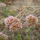 three crowded flowerheads of sonoma spineflower with small pink flowers