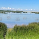 five round swim in traps set in a wetland