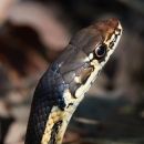 close up of a brown and yellow head of a Alameda whipsnake