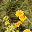 yellow daisy-like flowers with short petals 