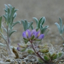 a purple and yellow lupine flower with silvery green leaves
