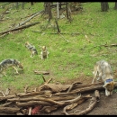 A family of Mexican wolves photographed in the wild via trail cam