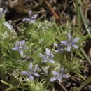 a bunch of small 5-petaled flowers