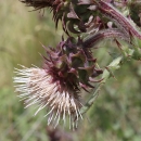 close up of thistle with a white flower, purple and green stems and a spiny bract