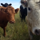 Cows grazing on USFWS land