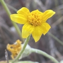 a bright yellow flower