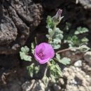 a small plant with a single pink cup flower grows out of rocks