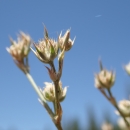 close up of pale pinkish-tipped dry looking flower buds