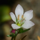 close up of a white five petaled flower