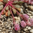pink crinkly flowers growing on prostrate pink succulent stems out of a small low growing plant