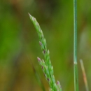 close up of a seedhead of napa bluegrass