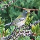 Small warbler, yellow, white, gray and black standing on a branch