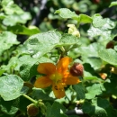 a 5 petaled orange flower growing on a bush