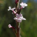 close up of small white pink flowers on a flower stalk